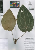 Anthurium crystallinum Linden & André [family ARACEAE]