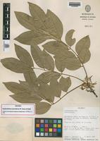 Isotype of Styphnolobium sporadicum M. Sousa & Rudd [family FABACEAE]