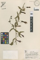 Passiflora gracilens (A. Gray) Harms [family PASSIFLORACEAE]