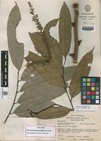 Paratype of Talisia hexaphylla Vahl subsp. elegans Acev.-Rodr. [family SAPINDACEAE]