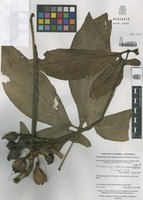 Syngonium podophyllum Schott [family ARACEAE]
