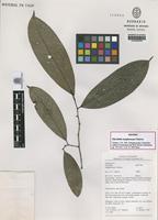 Isotype of Klarobelia megalocarpa Chatrou [family ANNONACEAE]