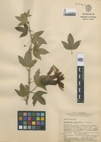 Passiflora rosea (H. Karst.) Killip [family PASSIFLORACEAE]