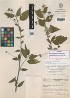 Isotype of Pavonia sepioides Fryxell & Krapov. [family MALVACEAE]
