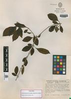Paratype of Acidocroton gentryi Fernández Alonso & R. Jaramillo [family EUPHORBIACEAE]