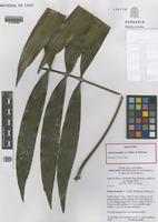 Holotype of Zamia incognita A. Lindstr. & Idárraga [family ZAMIACEAE]