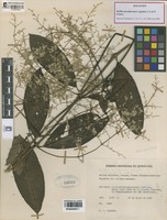 Holotype of Pfaffia miraflorensis Agudelo, CA & P. Franco [family AMARANTHACEAE]
