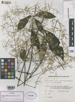 Isotype of Pfaffia miraflorensis Agudelo, CA & P. Franco [family AMARANTHACEAE]