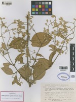 Holotype of Pfaffia patiensis  Agudelo-H., Carlos Alberto [family AMARANTHACEAE]