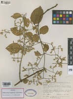Isotype of Pfaffia patiensis  Agudelo-H., Carlos Alberto [family AMARANTHACEAE]