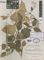 Holotype of Pfaffia tayronensis Agudelo-H., Carlos Alberto [family AMARANTHACEAE]