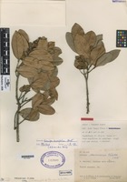 Paratype of Caraipa savannarum Kubitzki [family CLUSIACEAE]
