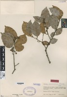 Paratype of Caraipa savannarum Kubitzki [family CLUSIACEAE]