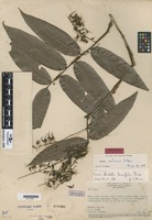 Isotype of Hirtella tenuifolia Prance [family CHRYSOBALANACEAE]