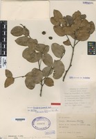 Paratype of Caraipa savannarum Kubitzki [family CLUSIACEAE]