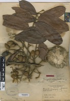 Isotype of Dacryodes nitens Cuatrec. [family BURSERACEAE]