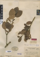 Isoparatype of Caraipa savannarum Kubitzki [family CLUSIACEAE]