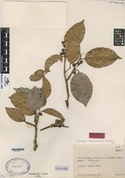 Paratype of Caraipa savannarum Kubitzki [family CLUSIACEAE]