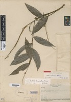 Paratype of Hirtella tenuifolia Prance [family CHRYSOBALANACEAE]
