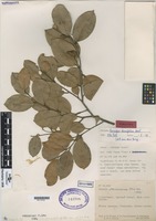 Paratype of Caraipa savannarum Kubitzki [family CLUSIACEAE]