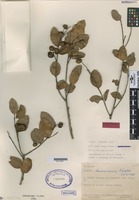 Paratype of Caraipa savannarum Kubitzki [family CLUSIACEAE]
