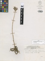 Holotype of Svenkoeltzia luzmariana R. González [family ORCHIDACEAE]