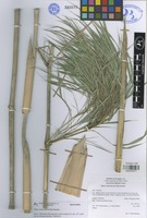 Holotype of Otatea rzedowskiorum Ruiz-Sanchez [family POACEAE]