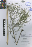 Holotype of Otatea victoriae Ruiz-Sanchez [family POACEAE]