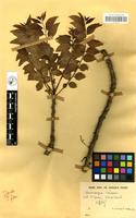 Filed as Sclerocarya birrea (A.Rich.) Hochst. [family ANACARDIACEAE]