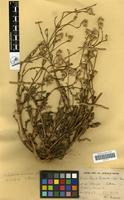Filed as Volutaria sinaica (DC.) Wagenitz [family COMPOSITAE]
