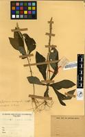 Filed as Elytraria marginata Vahl [family ACANTHACEAE]