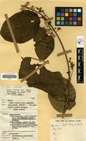 Filed as Mondia whitei (Hook. f.) Skeels [family ASCLEPIADACEAE]