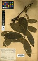 Filed as Markhamia lutea (Benth.) K.Schum. [family BIGNONIACEAE]
