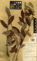 Filed as Grewia mollis Juss. [family TILIACEAE]