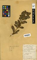 Filed as Catharanthus roseus (L.) G.Don [family APOCYNACEAE]