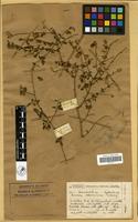 Filed as Tinnea rhodesiana S. Moore [family LABIATAE]
