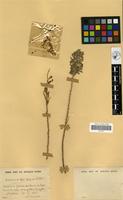 Filed as Artemisia afra Jacq. [family COMPOSITAE]