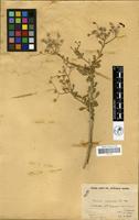 Filed as Vernonia cinerascens Sch. Bip. [family COMPOSITAE]