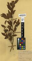 Filed as Hymenocardia acida Tul. [family EUPHORBIACEAE]