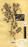 Filed as Sclerocarya birrea (A.Rich.) Hochst. [family ANACARDIACEAE]