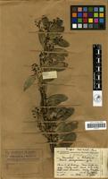Filed as Boscia mossambicensis Klotzsch [family CAPPARACEAE]