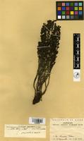 Filed as Striga gesnerioides (Willd.) Vatke [family SCROPHULARIACEAE]