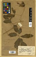 Filed as Ampelocissus obtusata (Welw. ex Baker) Planch. subsp. kirkiana Wild & Drummond [family VITACEAE]