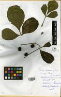 Filed as Vitex doniana Sweet [family VERBENACEAE]