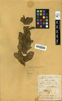 Filed as Catharanthus roseus (L.) G.Don [family APOCYNACEAE]