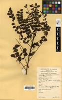 Filed as Sclerocarya birrea (A.Rich.) Hochst. [family ANACARDIACEAE]