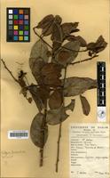 Filed as Capparis tomentosa Lam. [family CAPPARACEAE]