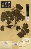 Filed as Ampelocissus africana (Lour.) Merr. [family VITACEAE]