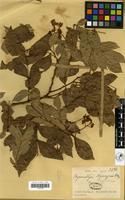 Filed as Hymenostegia ngouniensis Pellegr. [family LEGUMINOSAE-CAESALPINIOIDEAE]