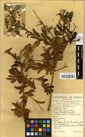Filed as Securidaca longipedunculata Fresen. [family POLYGALACEAE]
